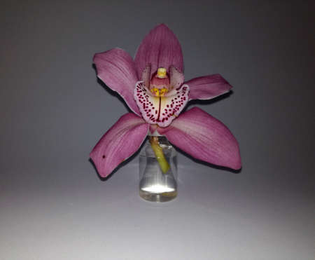 pink orchidの写真素材