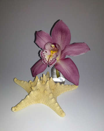 starfish and purple orchidの写真素材
