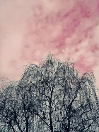 tree and pink skyの写真素材