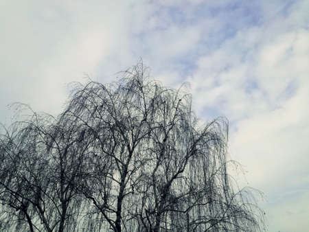 tree and blue sky with cloudsの写真素材