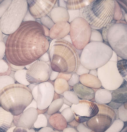 beautiful shells,  souvenir from the seaの写真素材