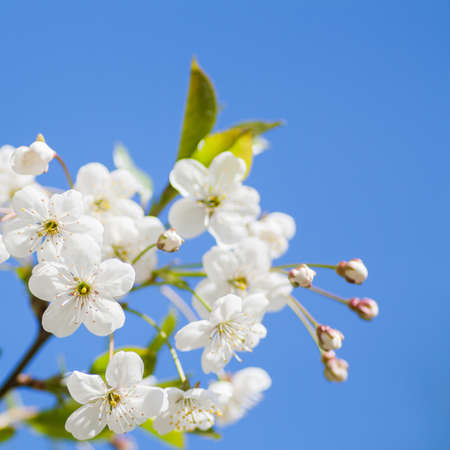 Close up of cherry blossom flowers in the early sunny spring morning