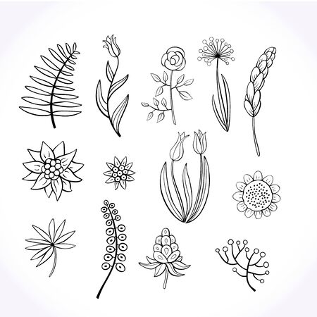 Set of hand-drawn doodle floral elements. Doodle botanical elements.Vector graphics.のイラスト素材