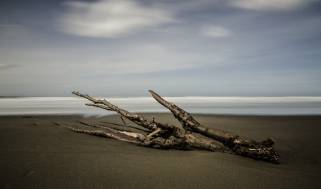 Sea clawの写真素材