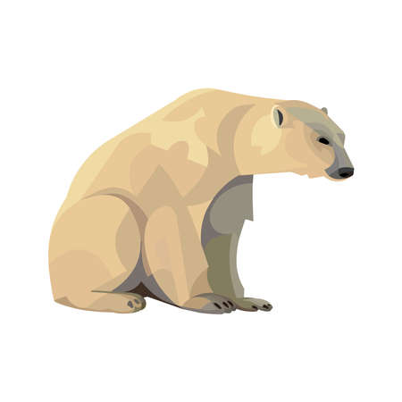 Isolated vector figure of a large polar bear sitting on its hind legs on a white backgroundのイラスト素材