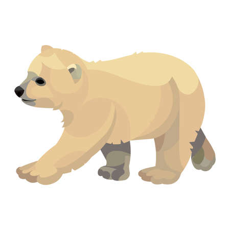 Vector isolated figure of a small polar Arctic polar bear cub walking on a white backgroundのイラスト素材
