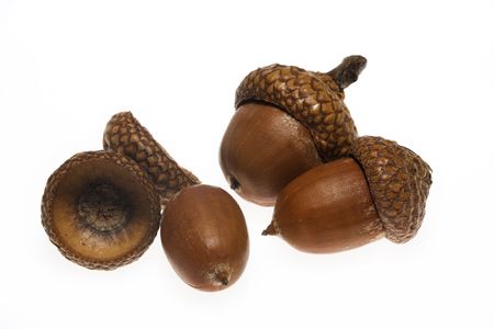 acornの写真素材