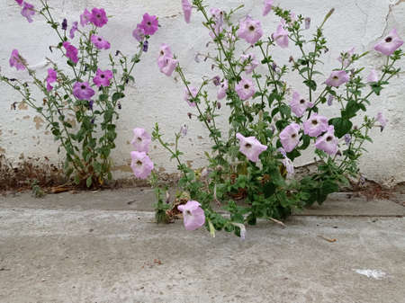 Pink flowers near a white house wallの写真素材