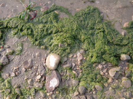Algae and rocks on the waterfront