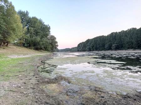 Green algae on a river. Trees near the Danube river.