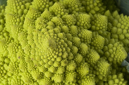 roman cabbage closeupの写真素材