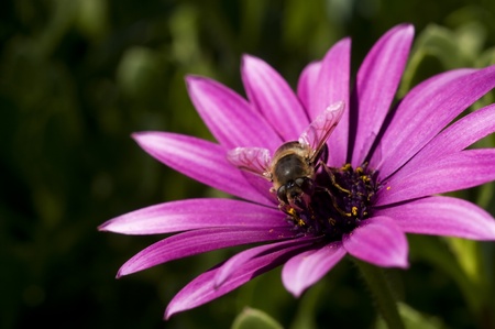 macro of a velvet gerber daisy and bee on a spring dayの写真素材