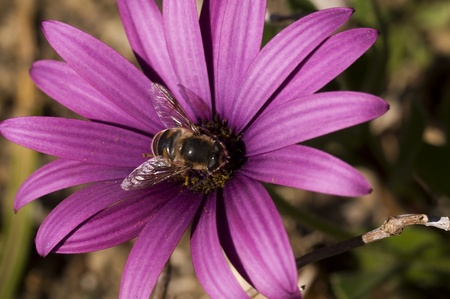 macro of a velvet gerber daisy and bee on a spring dayの写真素材