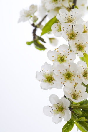 plum tree flower isolated on whiteの写真素材