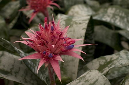 aechemea fasciata flowerの写真素材