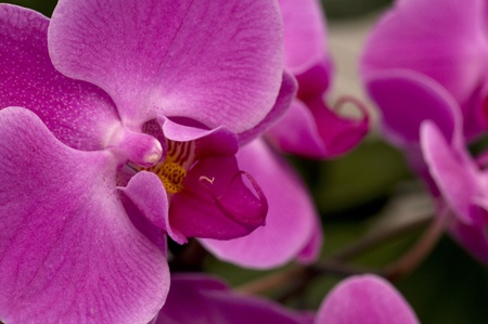 beautiful orchid plantの写真素材