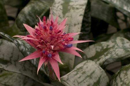 aechemea fasciata flowerの写真素材