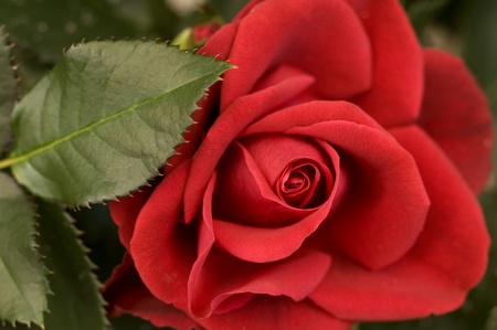 beautiful red rose flowerの写真素材