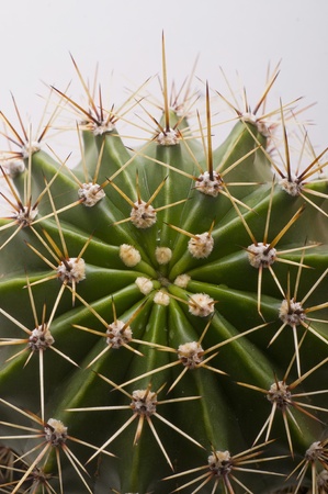 cactus plant closeup which can be used also fot backgroundの写真素材