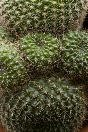 cactus plant closeup which can be used also fot backgroundの写真素材