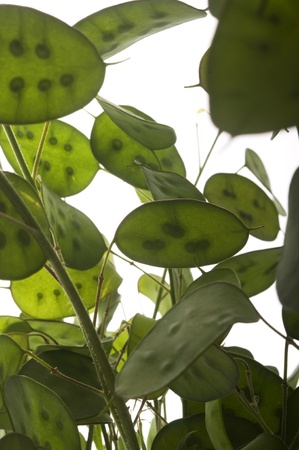 green transparent leaves with seedsの写真素材