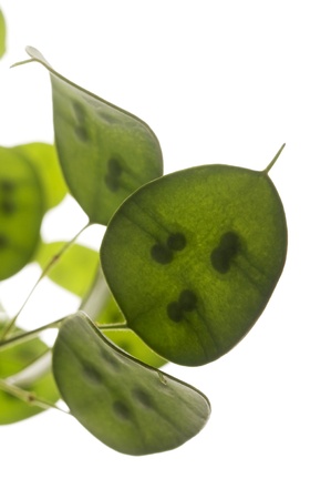 green transparent leaves with seedsの写真素材