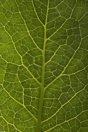 leaf extreme closeupの写真素材