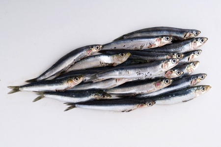 italian fresh anchovies
