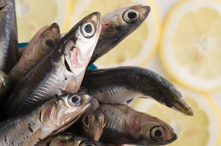 italian fresh anchovies