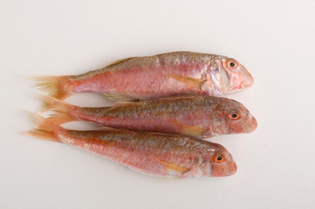 fresh triglia fishの写真素材