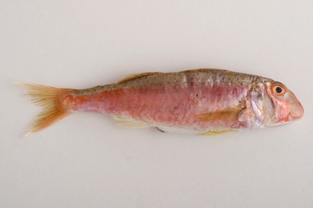 fresh triglia fishの写真素材