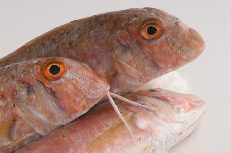 fresh triglia fishの写真素材