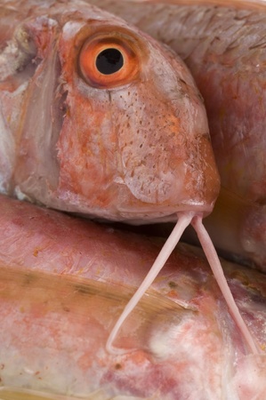 fresh triglia fishの写真素材