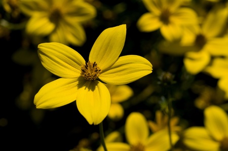 yellow flower in the gardenの写真素材