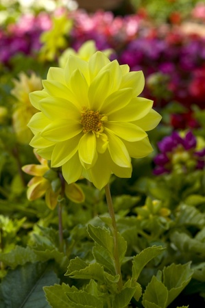 beautiful dalhia flower closeupの写真素材