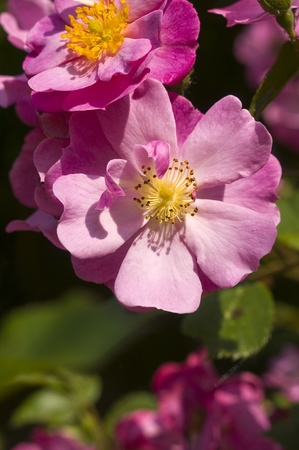 pink flower closeupの写真素材