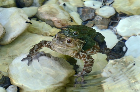 a couple of frogs in a pondの写真素材