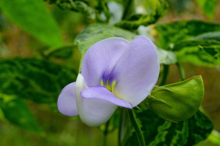 green long beans growing plantの写真素材