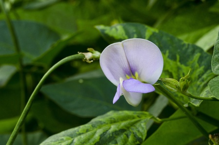 green long beans growing plantの写真素材