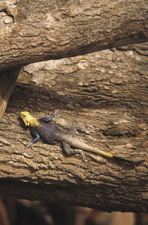 african viridis crawling on a treeの写真素材