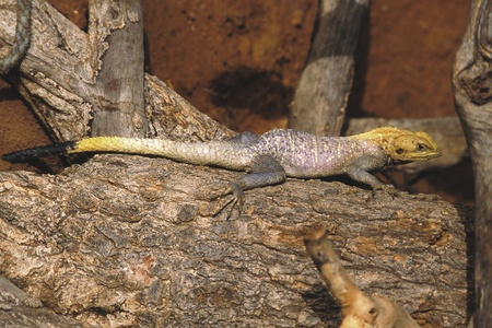 african viridis crawling on a treeの写真素材