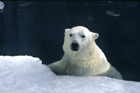 wild polar bear swimmingの写真素材