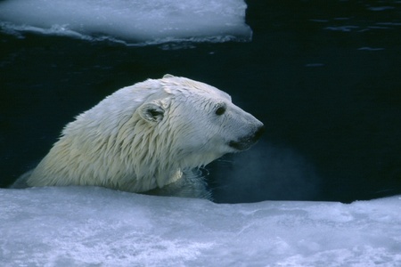 wild polar bear swimmingの写真素材