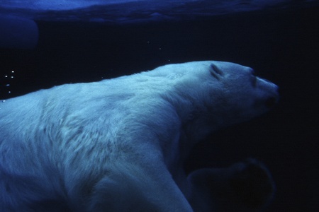 polar bear swimming underwaterの写真素材