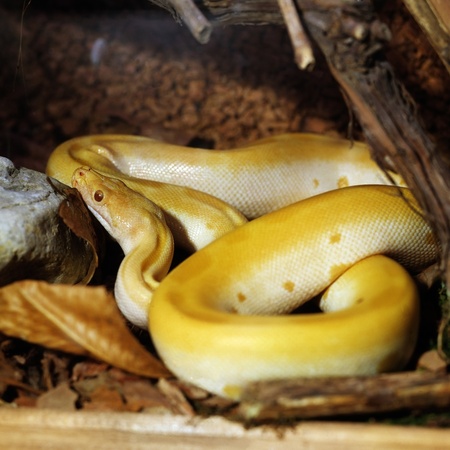 wild yellow snake lying on leavesの写真素材