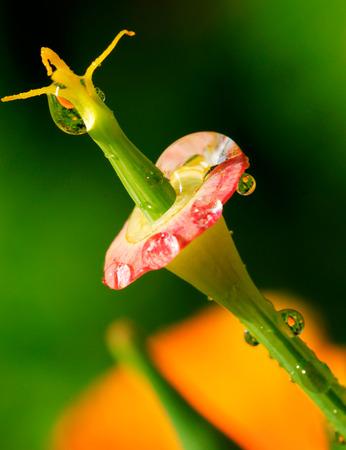 fresh flower growingの写真素材