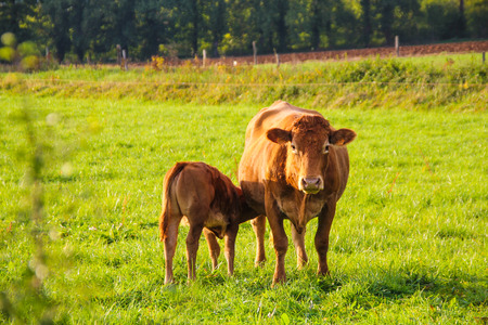 Limousin cows on the countryside of Franceのeditorial素材