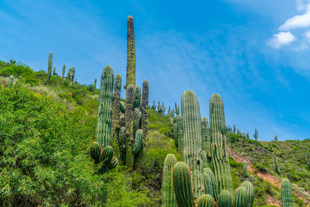 Big Catussus on colorfull mountains at the Parque Nacional Los Cardones (National Park) in the Salta Provence , Argentinaの写真素材