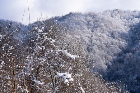 Snowy trees on the Nord Italians mountains in winterの写真素材
