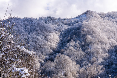 Snowy trees on the Nord Italians mountains in winterの写真素材